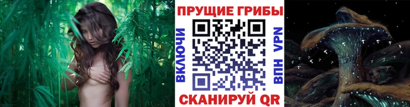 купить наркоту  Жердевка  Псилоцибиновые грибы Cubensis 